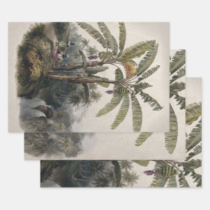 Antique Tropical Banana Tree Forest Vintage Bota Wrapping Paper Sheets