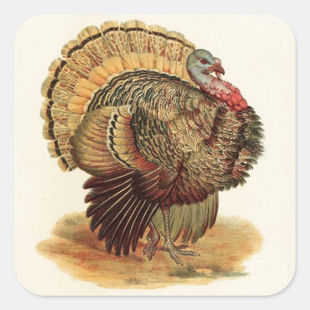 Antique Turkey Illustration Thanksgiving Square Sticker