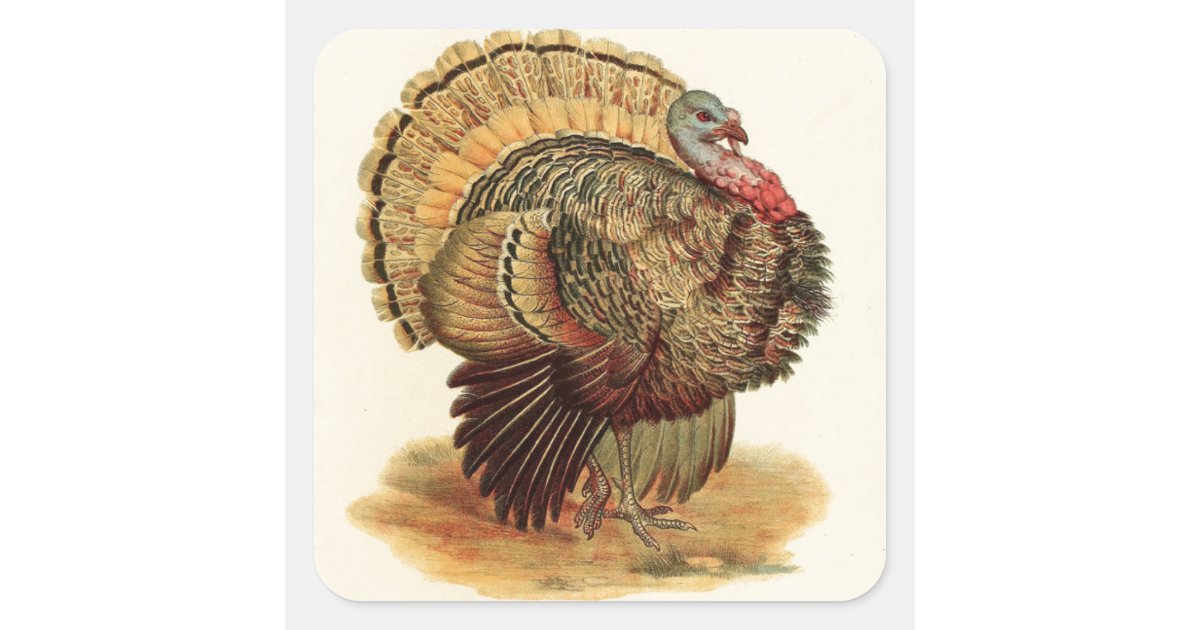 Antique Turkey illustration Thanksgiving Square Sticker | Zazzle