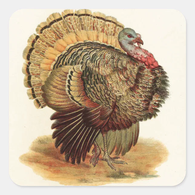 Antique Turkey illustration Thanksgiving Square Sticker | Zazzle