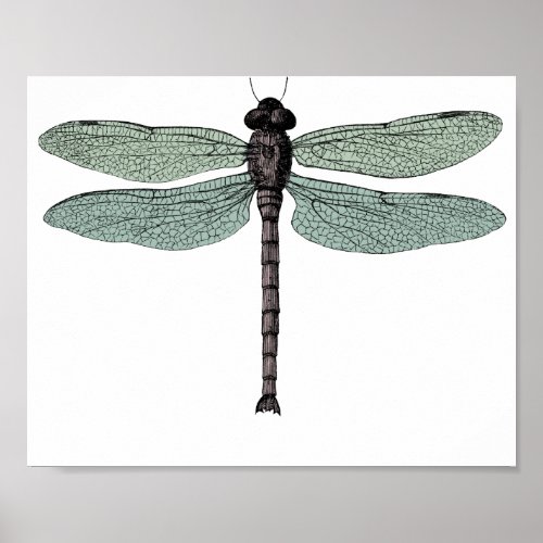 Antique Typographic Vintage Dragonfly Drawing Poster