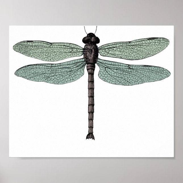 Antique Typographic Vintage Dragonfly Drawing Poster (Front)