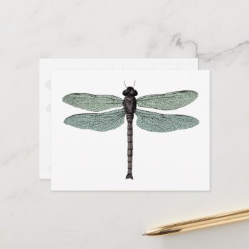 Antique Typographic Vintage Dragonfly Illustration Postcard by PNGDesign at Zazzle