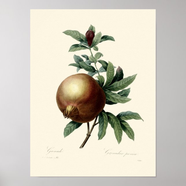 Antique Victorian Era Pomegranate Illustration Poster (Front)