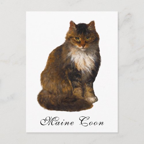 Antique Victorian Maine Coon Cat Portrait Painting Postcard