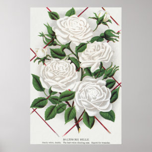 Antique Victorian White Climbing Rose Garden Poster