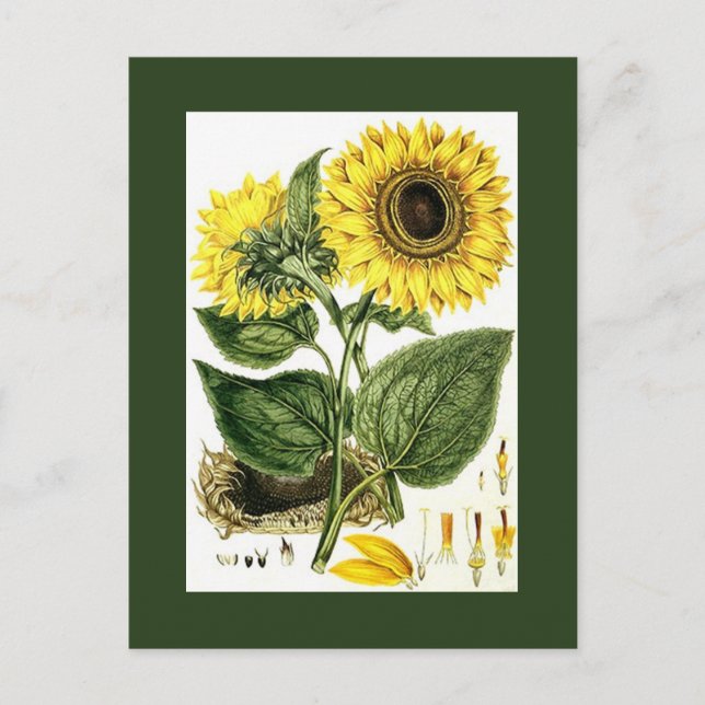 Antique Vintage Sunflower botanical Garden PCs Holiday Postcard (Front)