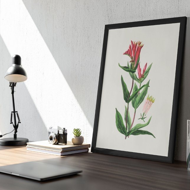 Antique Watercolor Botanical Print  (Antique Watercolor Botanical Print)