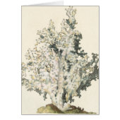 Antique Watercolor Coral (Front)