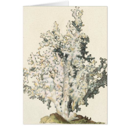 Antique Watercolor Coral (Front)