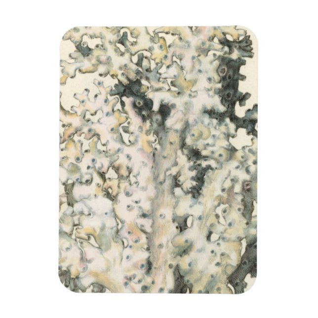 Antique Watercolor Coral Magnet (Vertical)