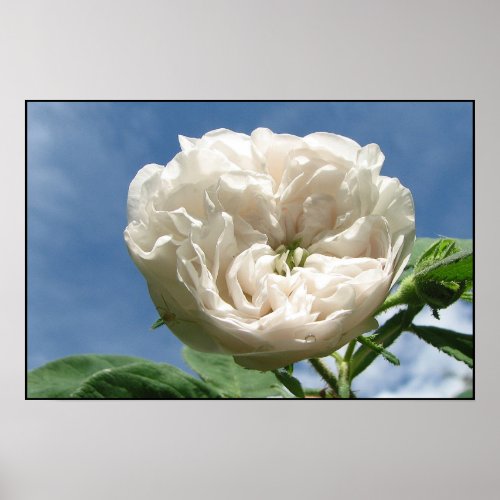 Antique White Rose Poster