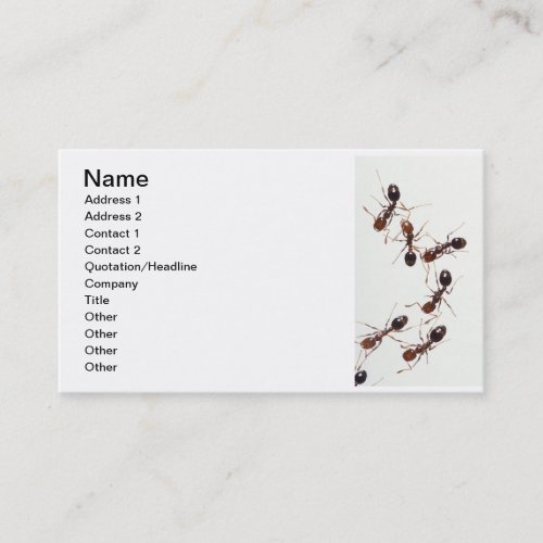 ants business card