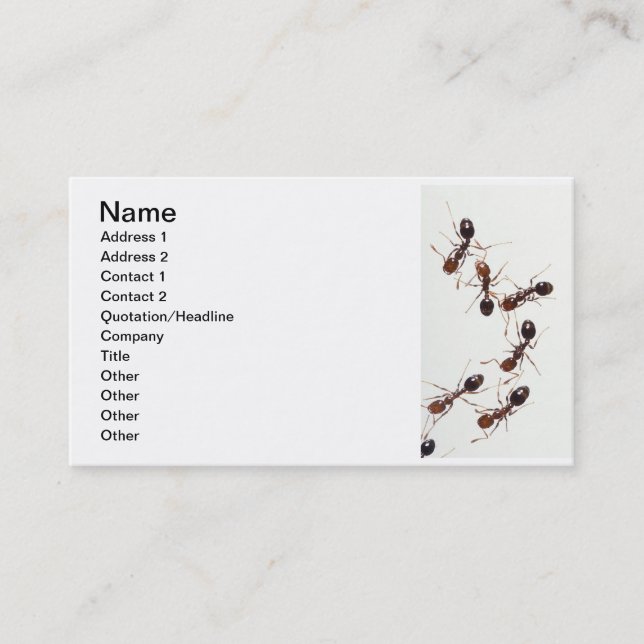 ants business card (Front)