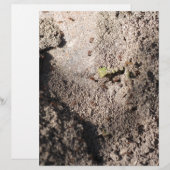 Ants Go Marching (Front/Back)