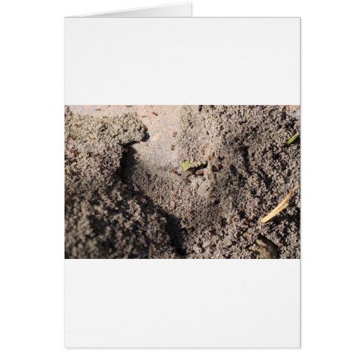Ants Go Marching Cards (Front)