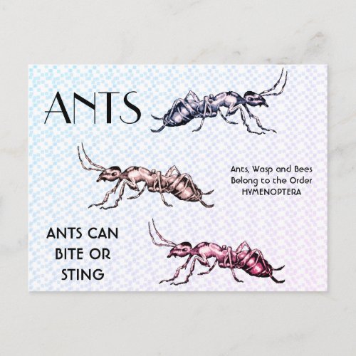 Ants Insects Bugs Creepy Crawly Creatures Postcard