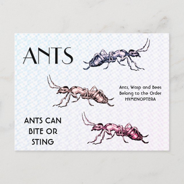 Ants Insects Bugs Creepy Crawly Creatures Postcard (Front)