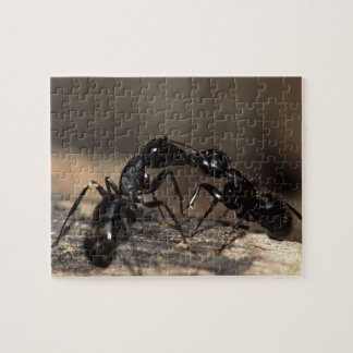 Ants Jigsaw Puzzle