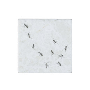 ants stone magnet