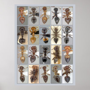 AntWeb Crematogaster hearts Poster