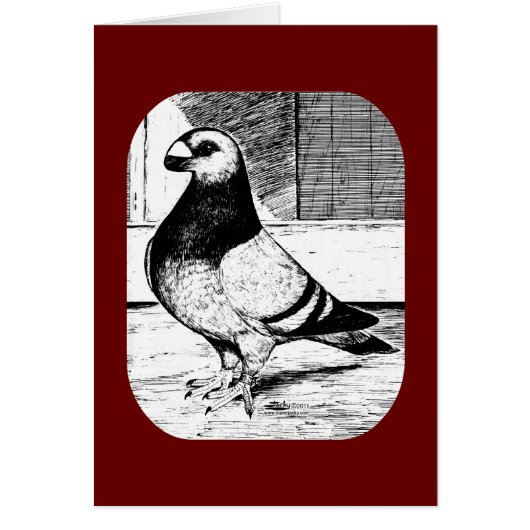 Antwerp Short Faced Pigeon Cards (Front)