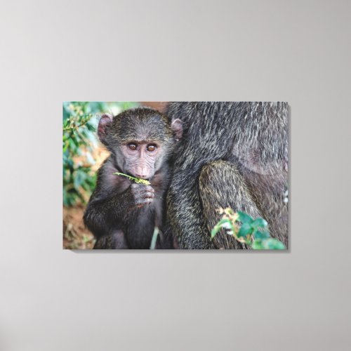 Anubus Baboon  Lake Manyara Nat Park Tanzania Canvas Print