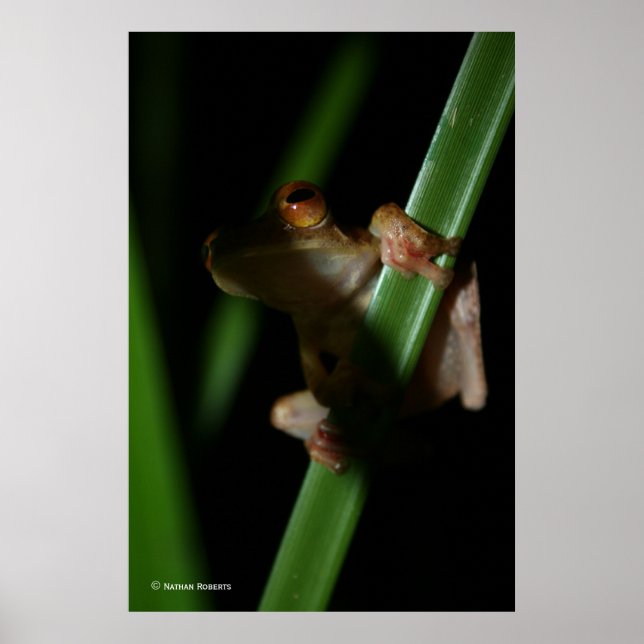 Anura_2 Poster (Front)