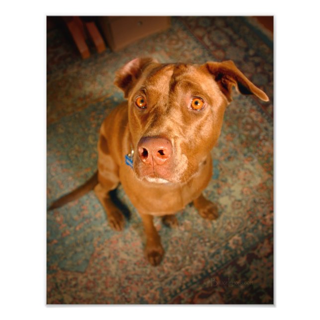 Anxious Chocolate Lab Pit Mix Dog Photo Print (Front)