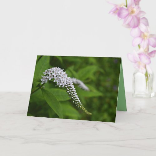 Any Occasion Blank Beautiful White Flowers Card