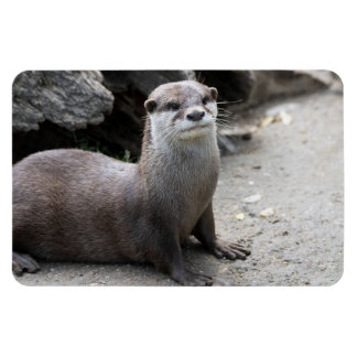 Aonyx cinerea magnet