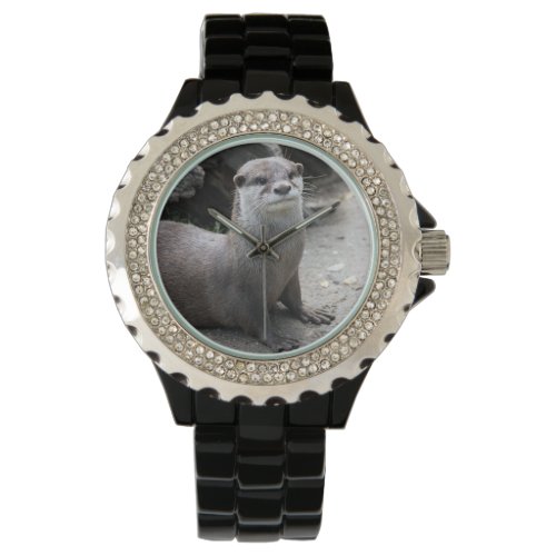 Aonyx cinerea watch