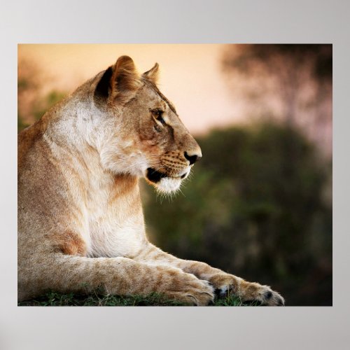  AP23 Artistic Watercolor Golden LIONESS Artsy  Poster