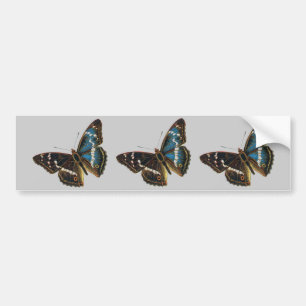 Apatura iris male, Apatura iris male, Apatura i... Bumper Sticker