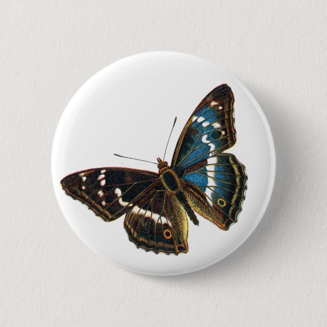Apatura iris male button (Front)