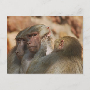 Ape caring for one another postcard