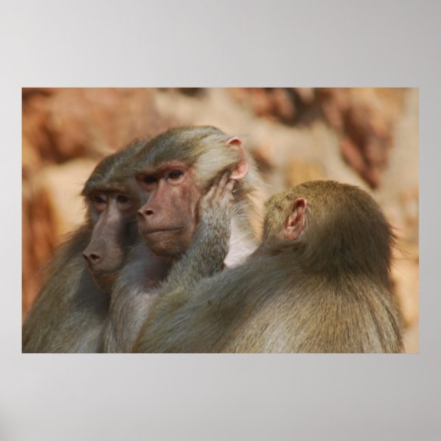 Ape caring for one another poster (Front)