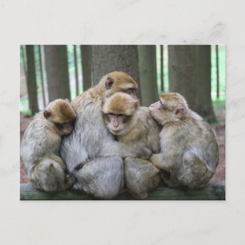 Ape Group Hug Postcard