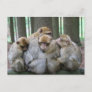 Ape Group Hug Postcard