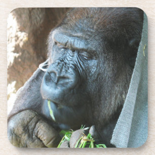 Ape hood ~ Japanese Gorilla Eating Beverage Coaster
