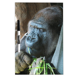 Ape hood ~ Japanese Gorilla Eating Dry-Erase Board