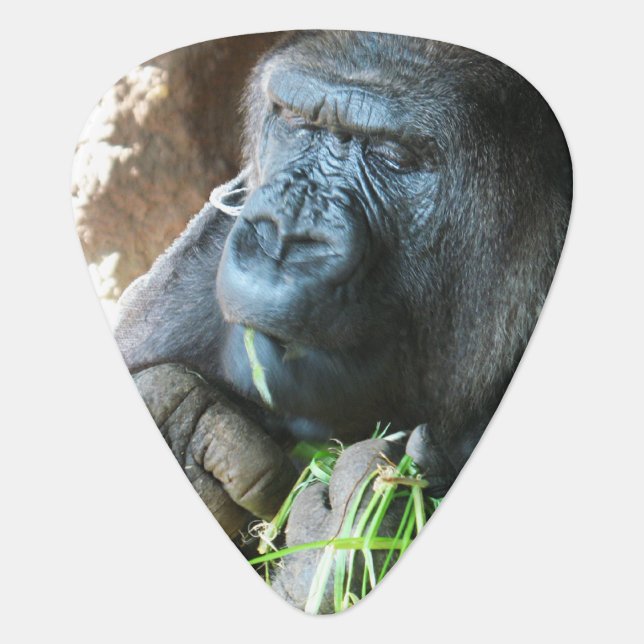 Ape hood ~ Japanese Gorilla Eating Guitar Pick (Front)
