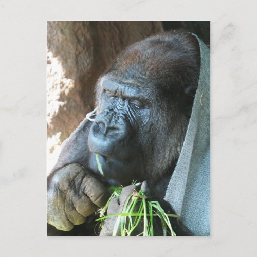 Ape hood  Japanese Gorilla Eating Postcard