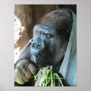 Ape hood ~ Japanese Gorilla Eating Poster