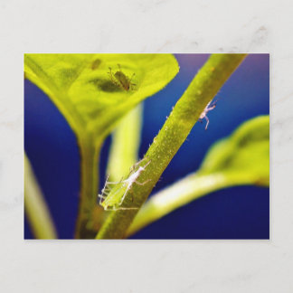 Aphids Postcard