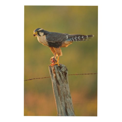 Aplomado Falcon Falco Femoralis Adult Feeding Wood Wall Decor