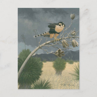 Aplomado Falcon Postcard