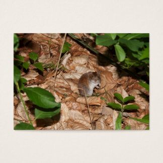 Apodemus sylvaticus