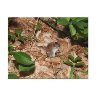 Apodemus sylvaticus postcard