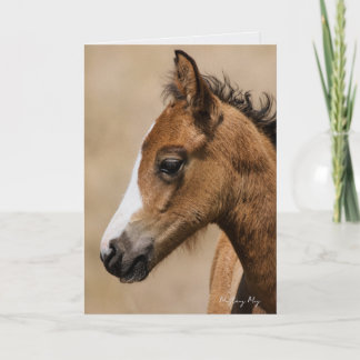 Apollo- Oregon Mustang Card